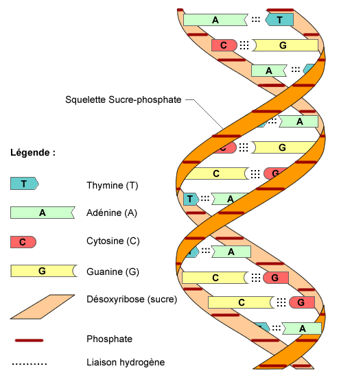 adn2.gif